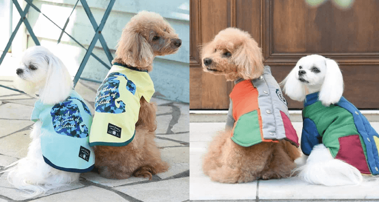 犬服の選び方とは?洋服が愛犬を守る|犬服・ドッグウェアブランド「Calulu(カルル)」