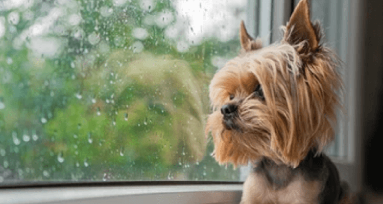 雨の日のお散歩も犬用レインコートで快適に！|犬服・ドッグウェアブランド「Calulu(カルル)」