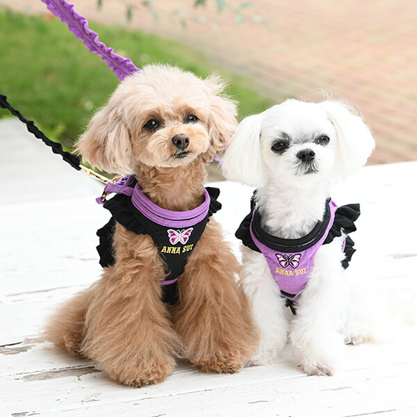  ANNA SUIのお散歩用ハーネスをつけている2匹の犬
