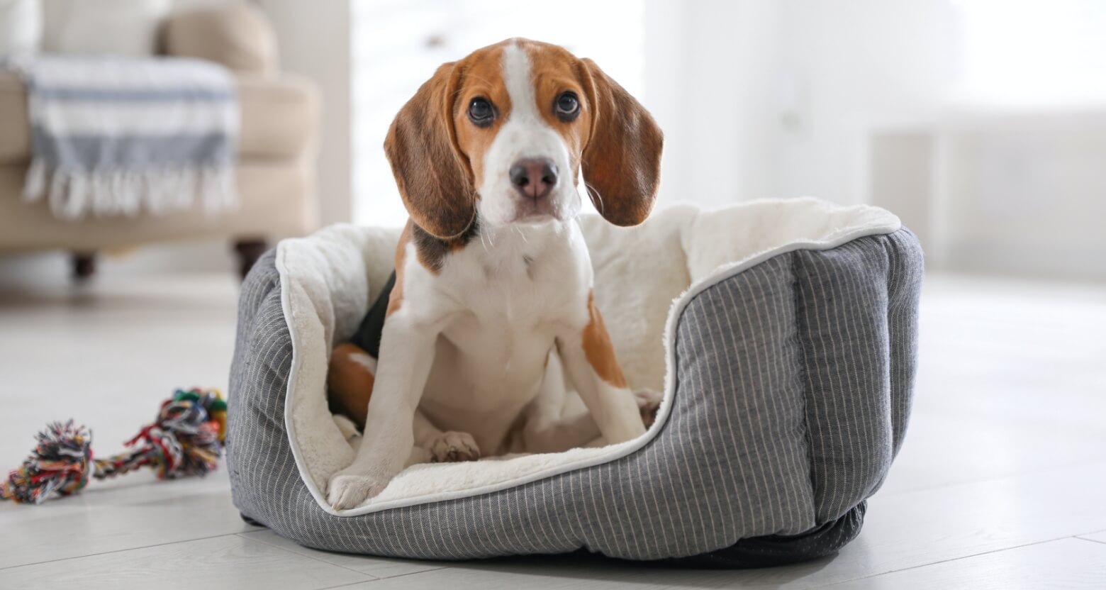 ペット飼育の初心者さんは要チェック　愛犬を飼う前に知っておきたいこと