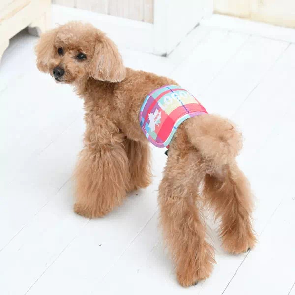 LOGOSのマナーベルトをつけた犬