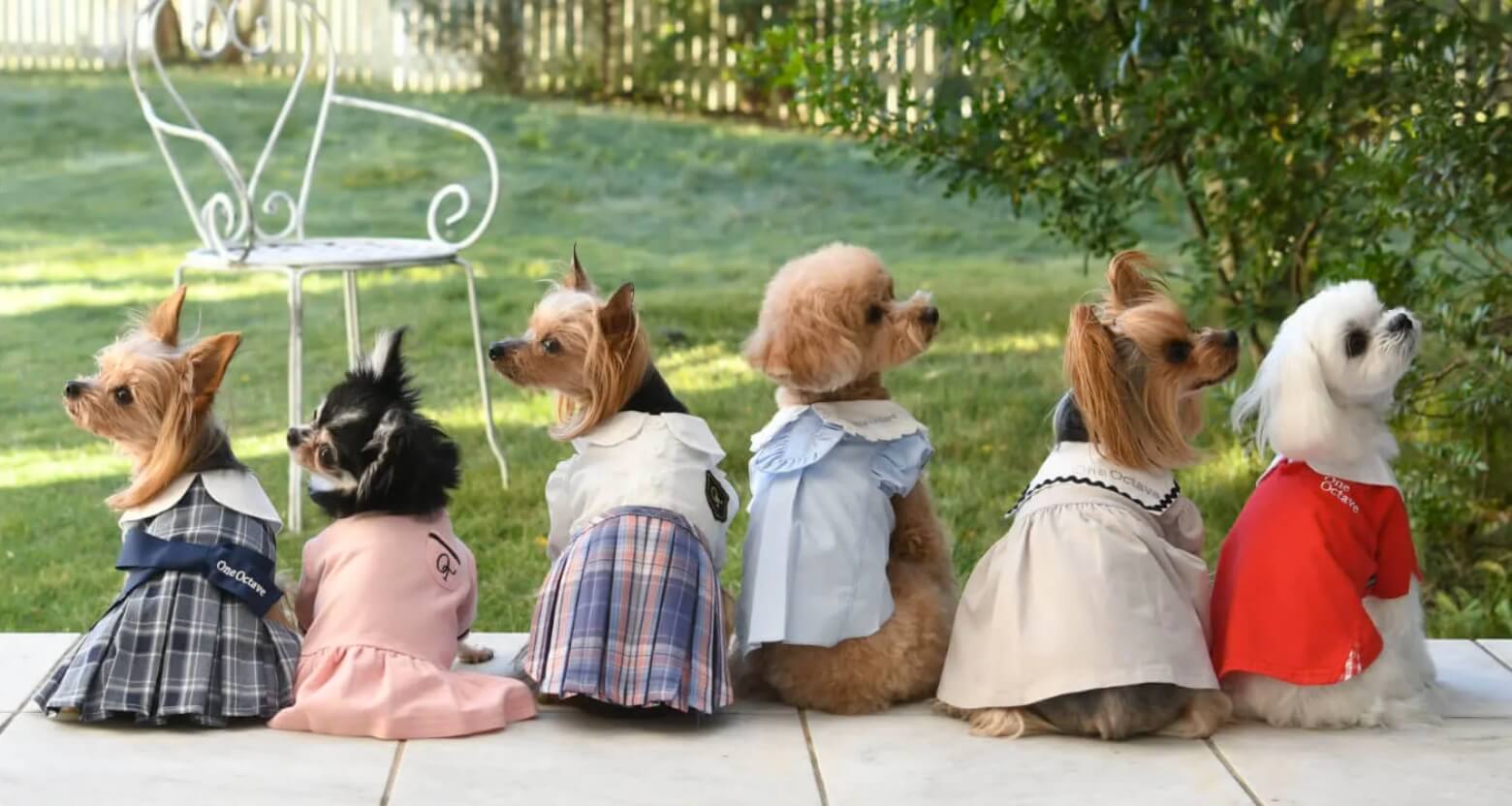 OneOctave 洋服を着た犬の集合写真