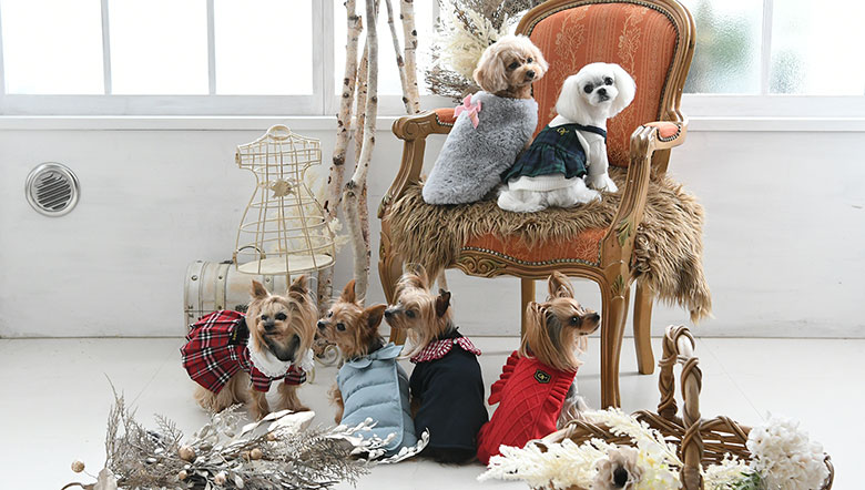 One Octaveの服を着た犬たち
