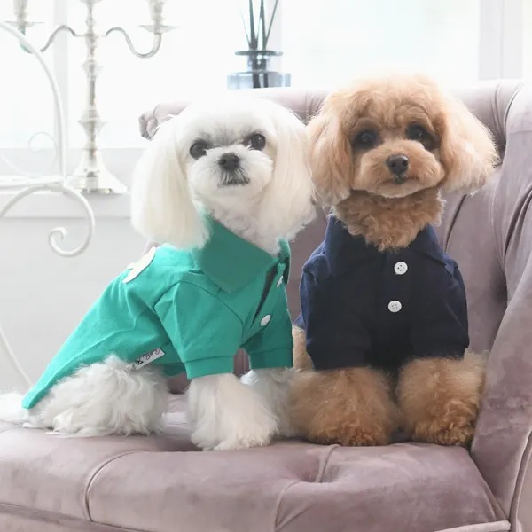 ArnoldPalmer洋服を着ている2匹のプードル写真