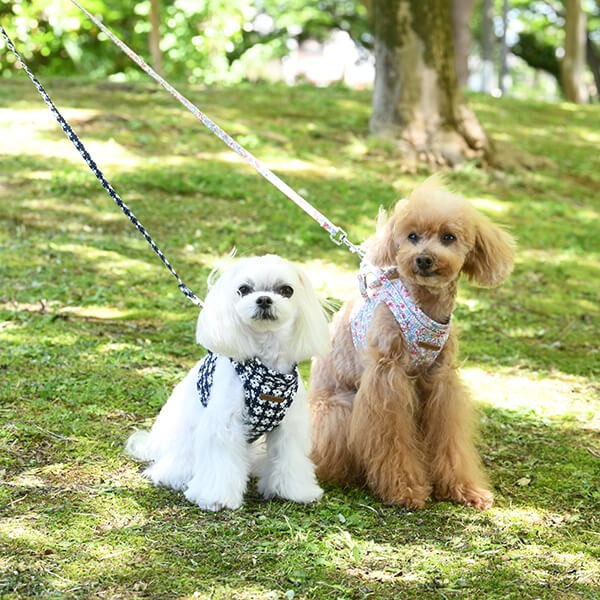 LAURA ASHLEY　外でハーネスをつけてお散歩している2匹の犬
