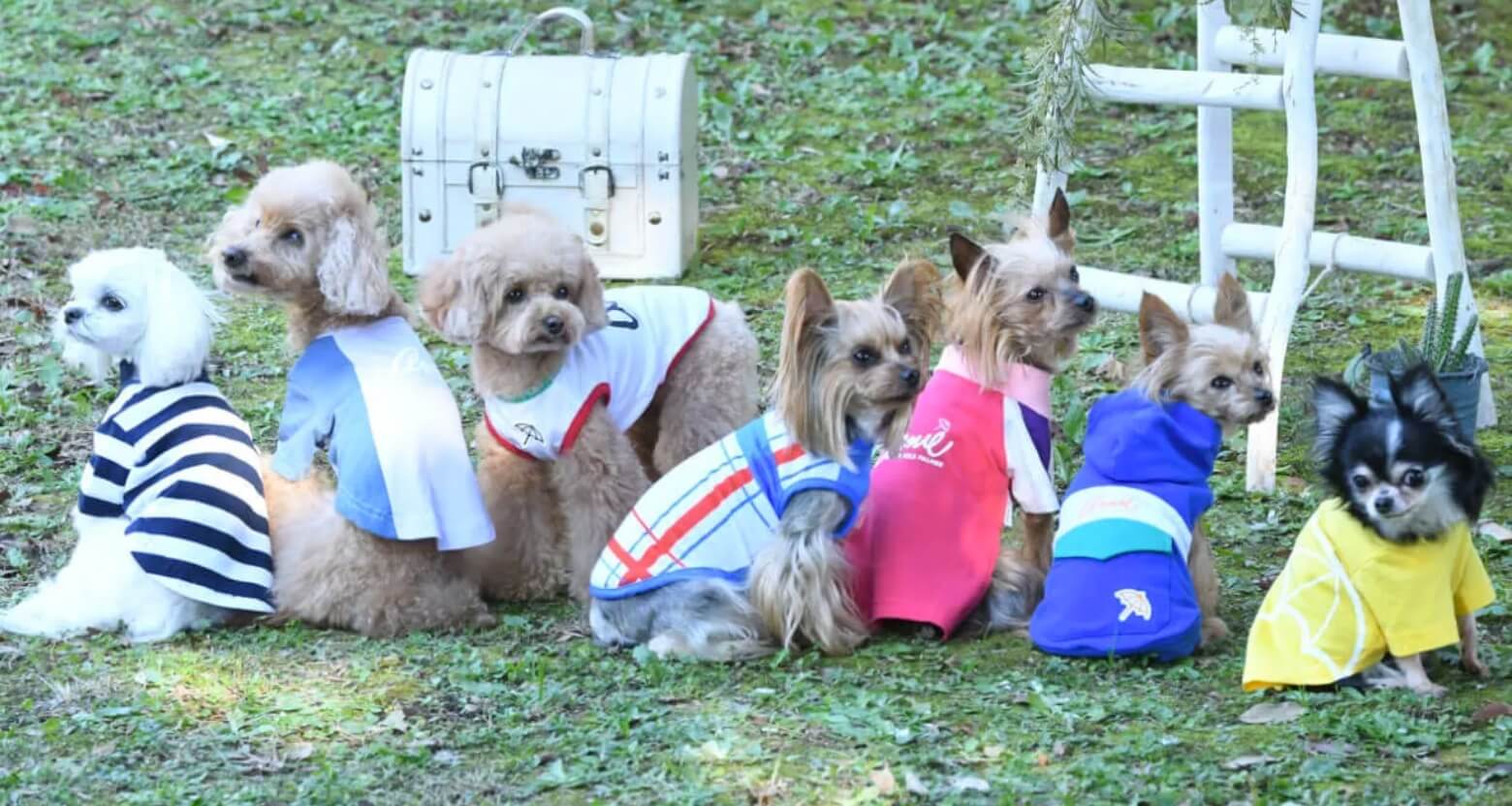 ArnoldPalmer洋服を着た6匹の犬集合写真