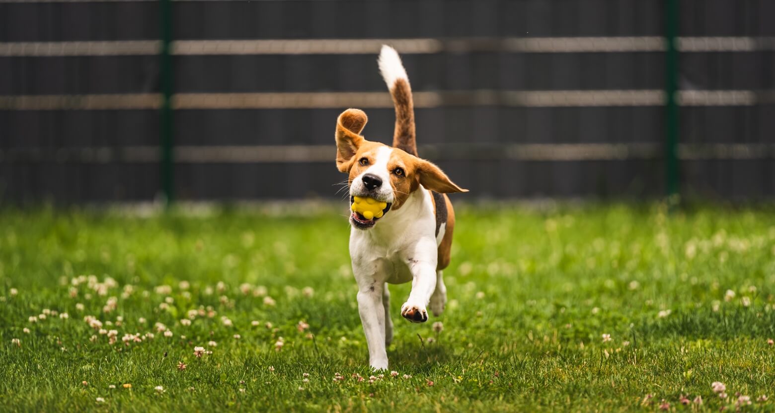 散歩中ボールを加えながら走る犬