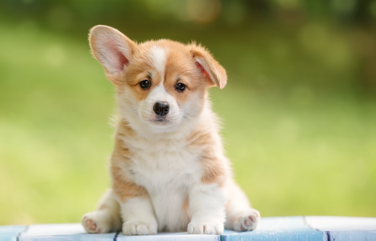 椅子にお座りしている子犬