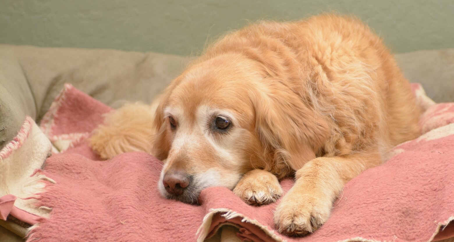 椅子に横になっているシニア犬