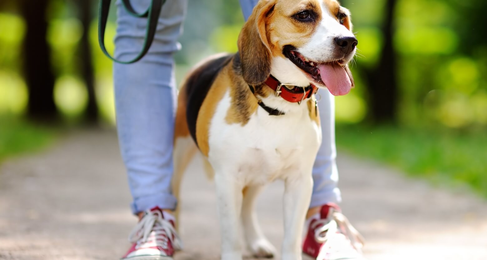 散歩を楽しんでいる犬の写真