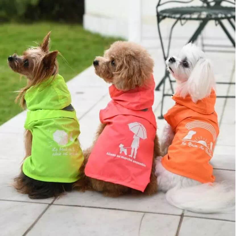 レインコートを着た犬3匹