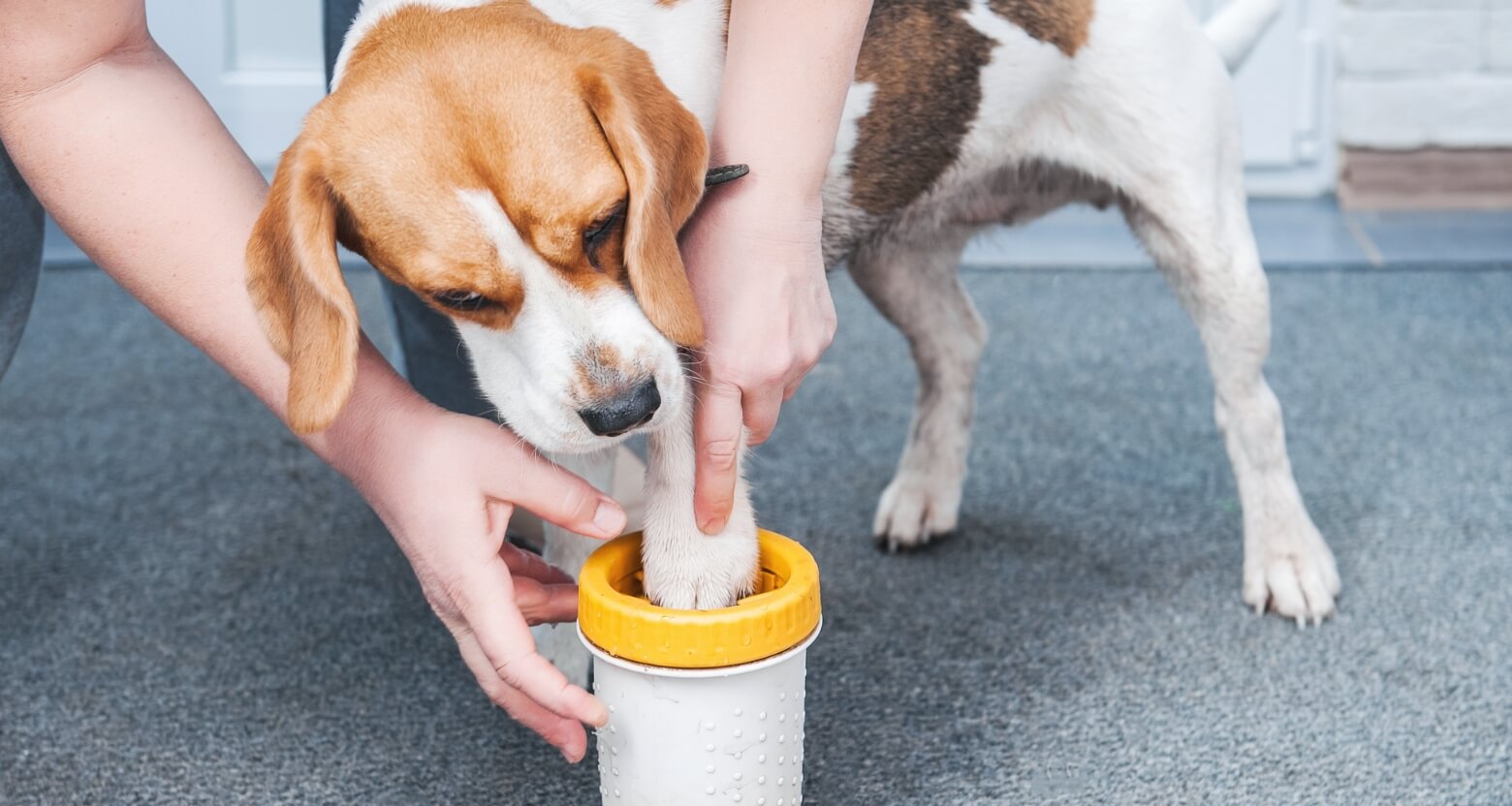 専用の足洗いカップで足を洗う犬