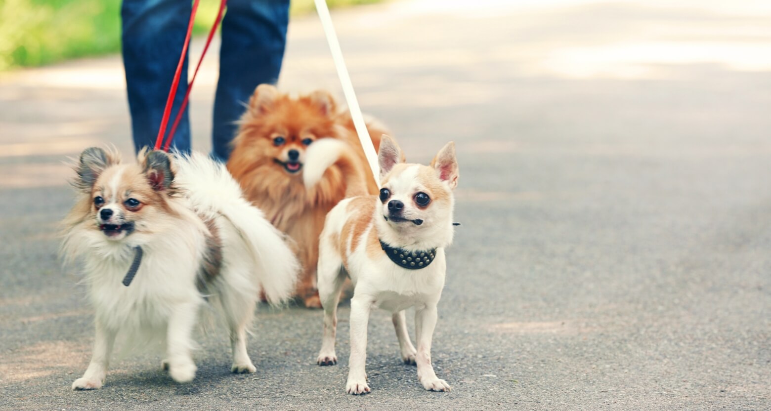 散歩にいく3匹の犬の写真