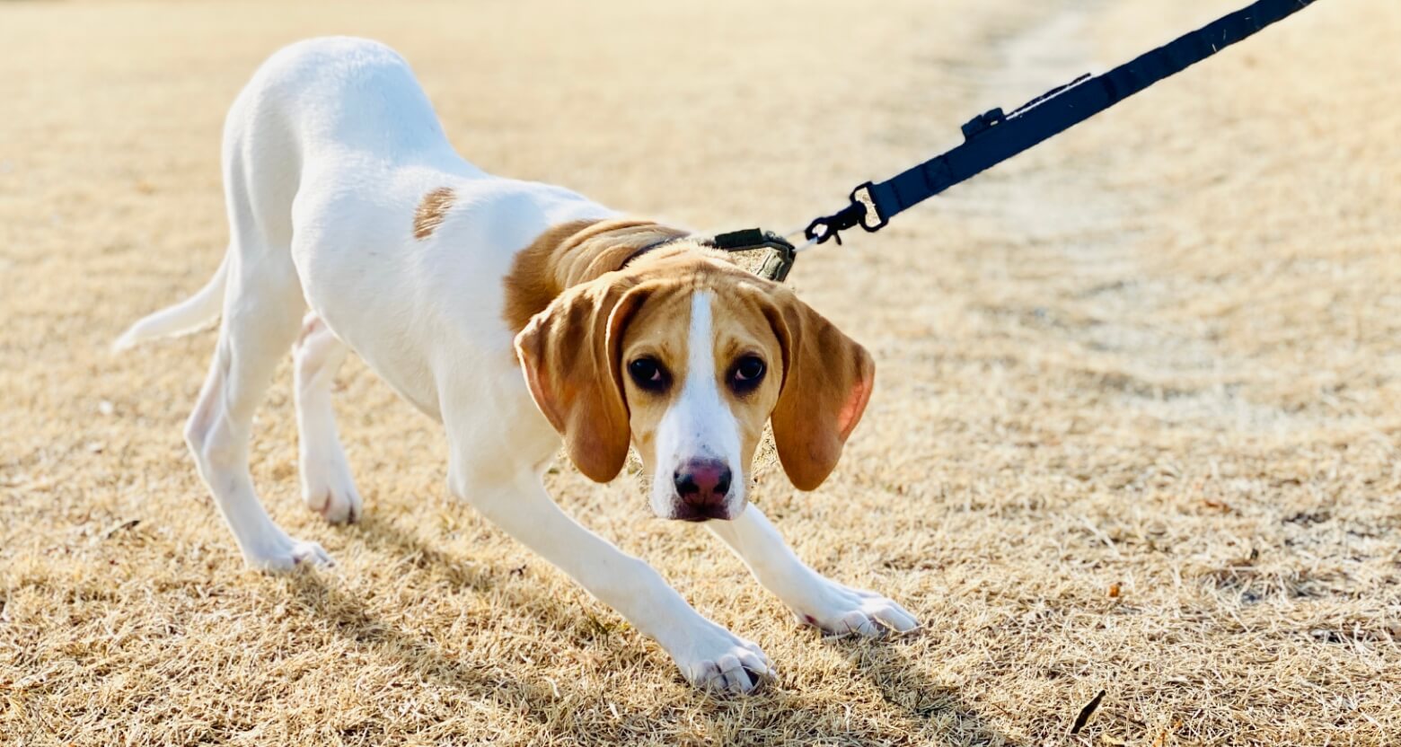 歩きたくなくて立ち止まる犬