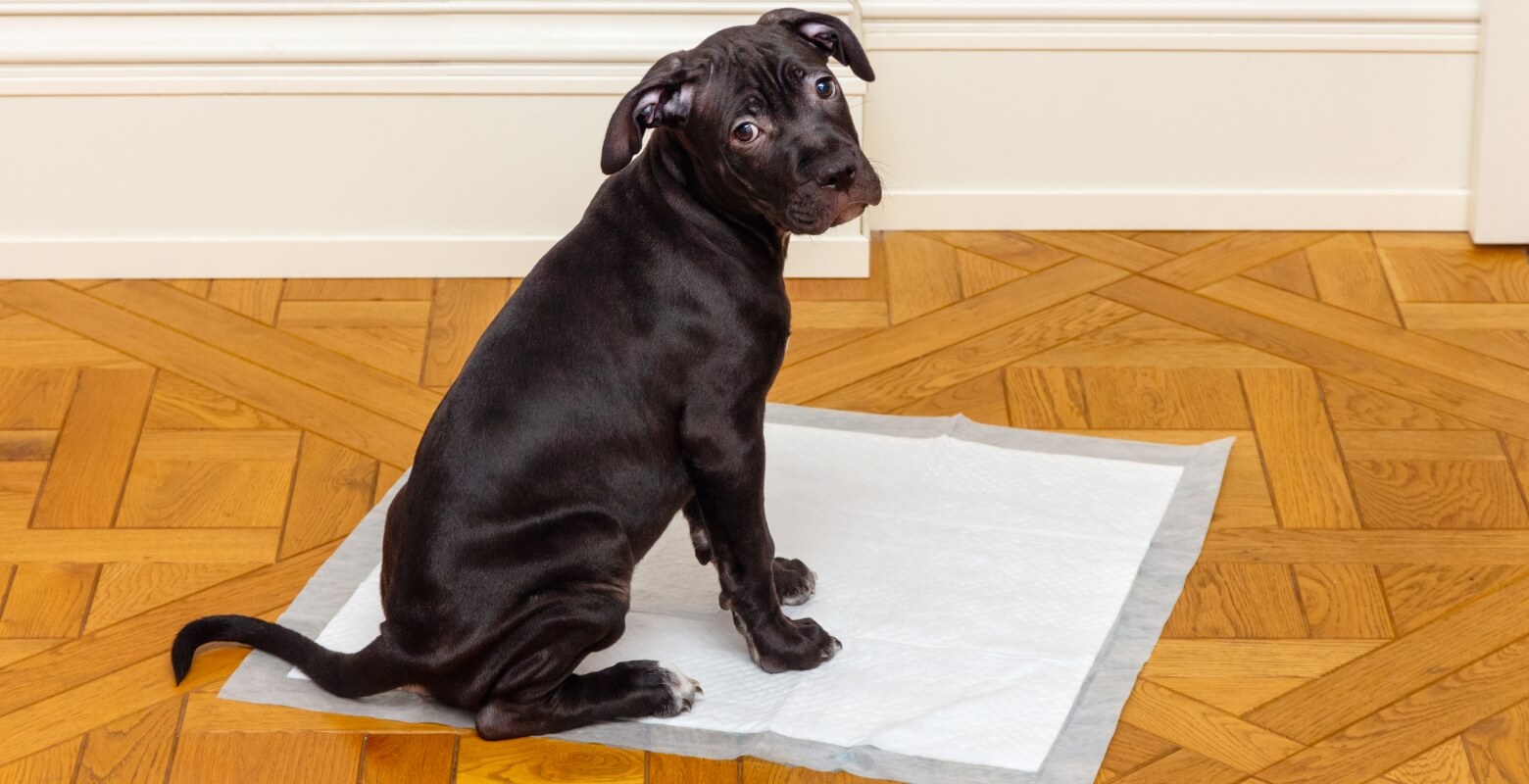 トイレシーツの上で座っている子犬