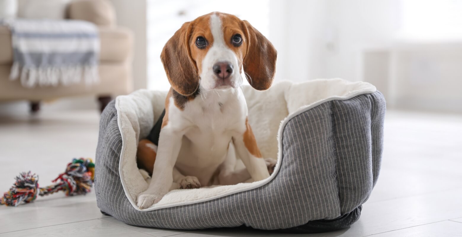 ベッドの中に入っているビーグルの子犬