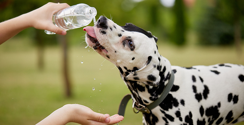 外で水分補給をする犬