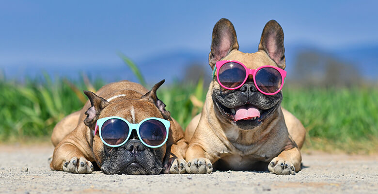 今年の夏も暑くなる!?愛犬と飼い主さんの熱中症対策は？おすすめの犬服＆ひんやりグッズも