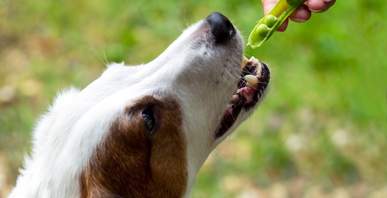 豆を食べようとする犬