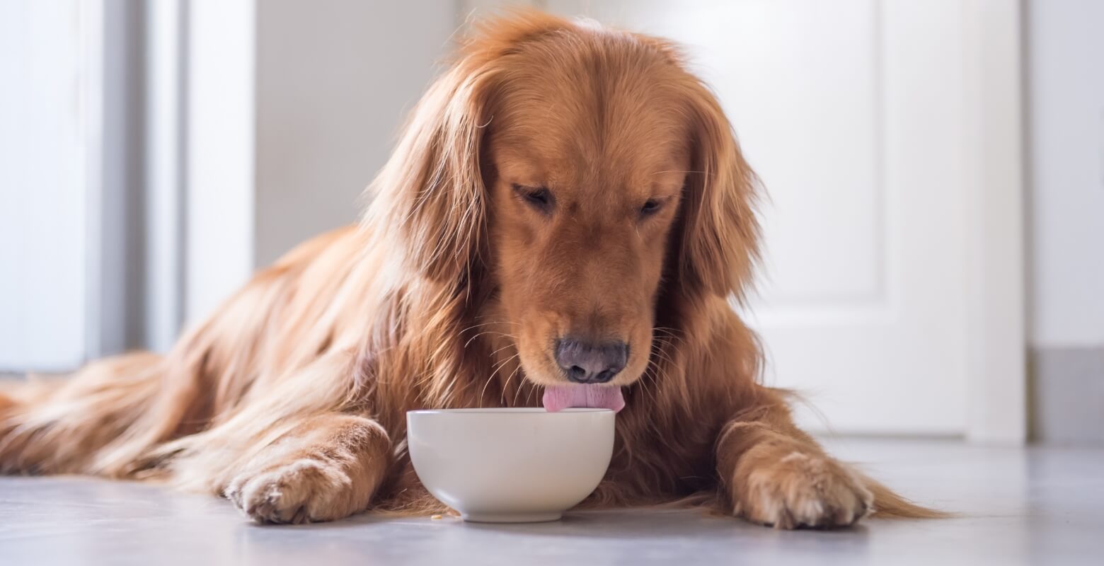 ごはんを食べるゴールデンレトリバー