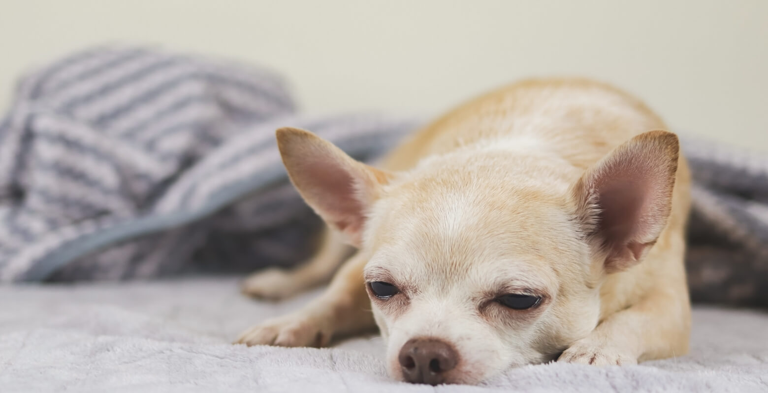 眠たいチワワの画像