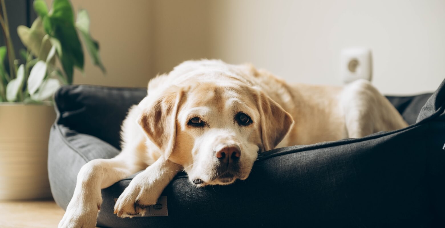 ベッドで横になっている犬の画像