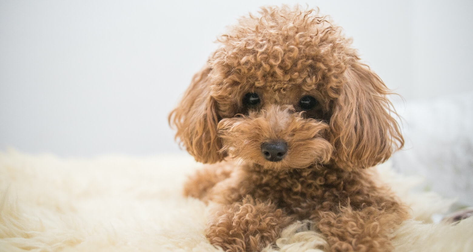 不動の人気犬種 トイプードルとチワワの買いやすさについて