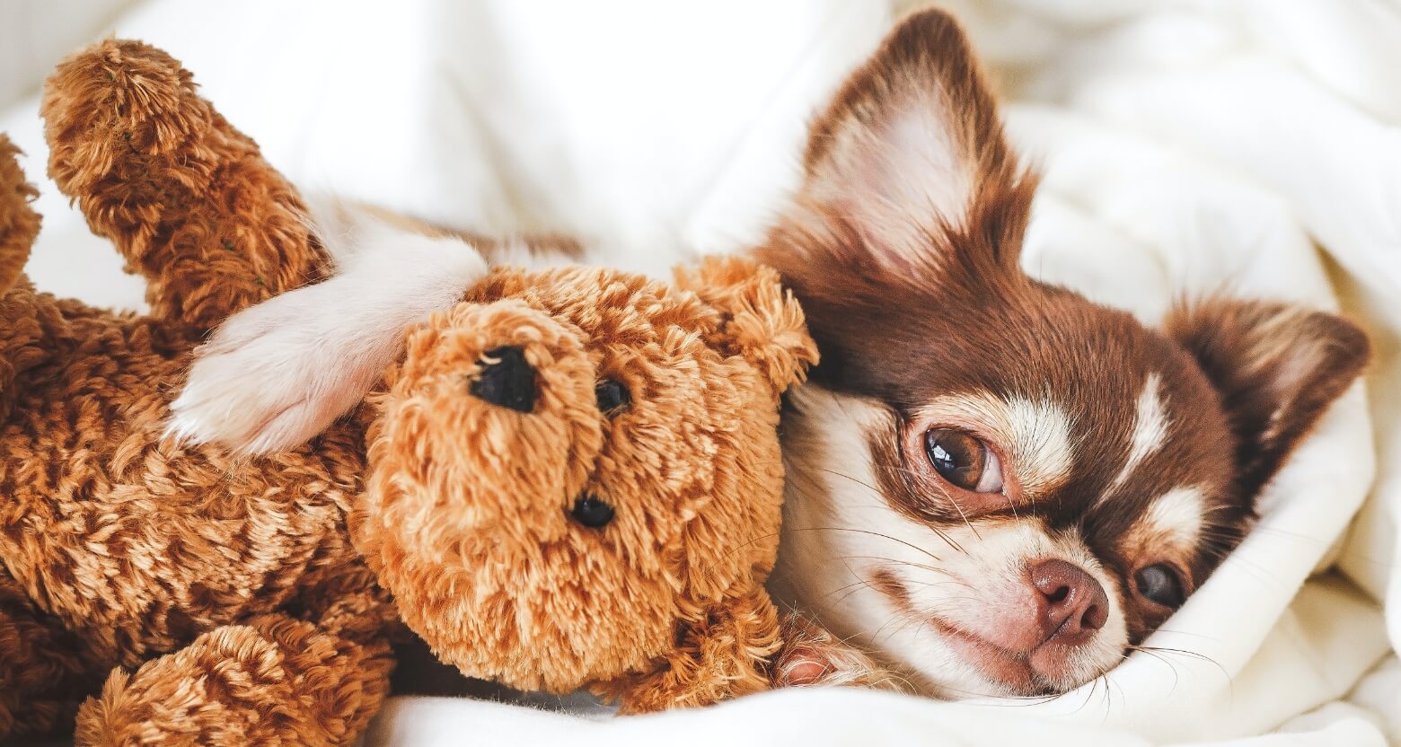 不動の人気犬種 チワワの買いやすさについて