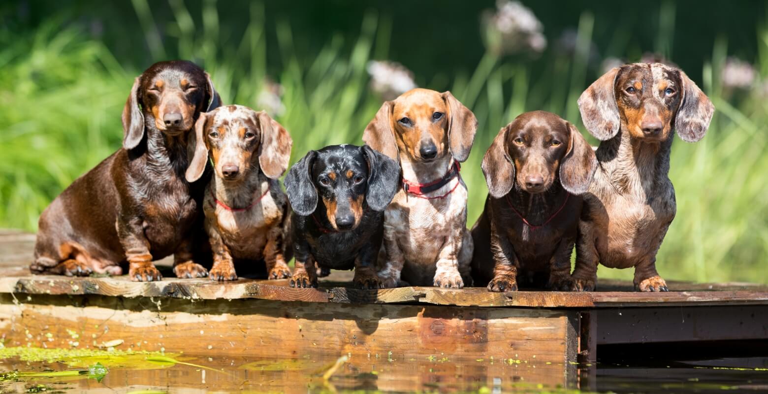 愛犬との散歩で大切なこと！お役立ち情報＆おすすめグッズも