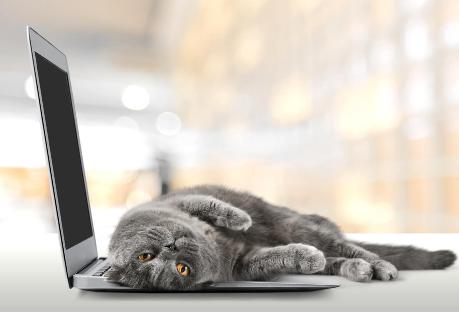 パソコンのキーボードを占領する猫