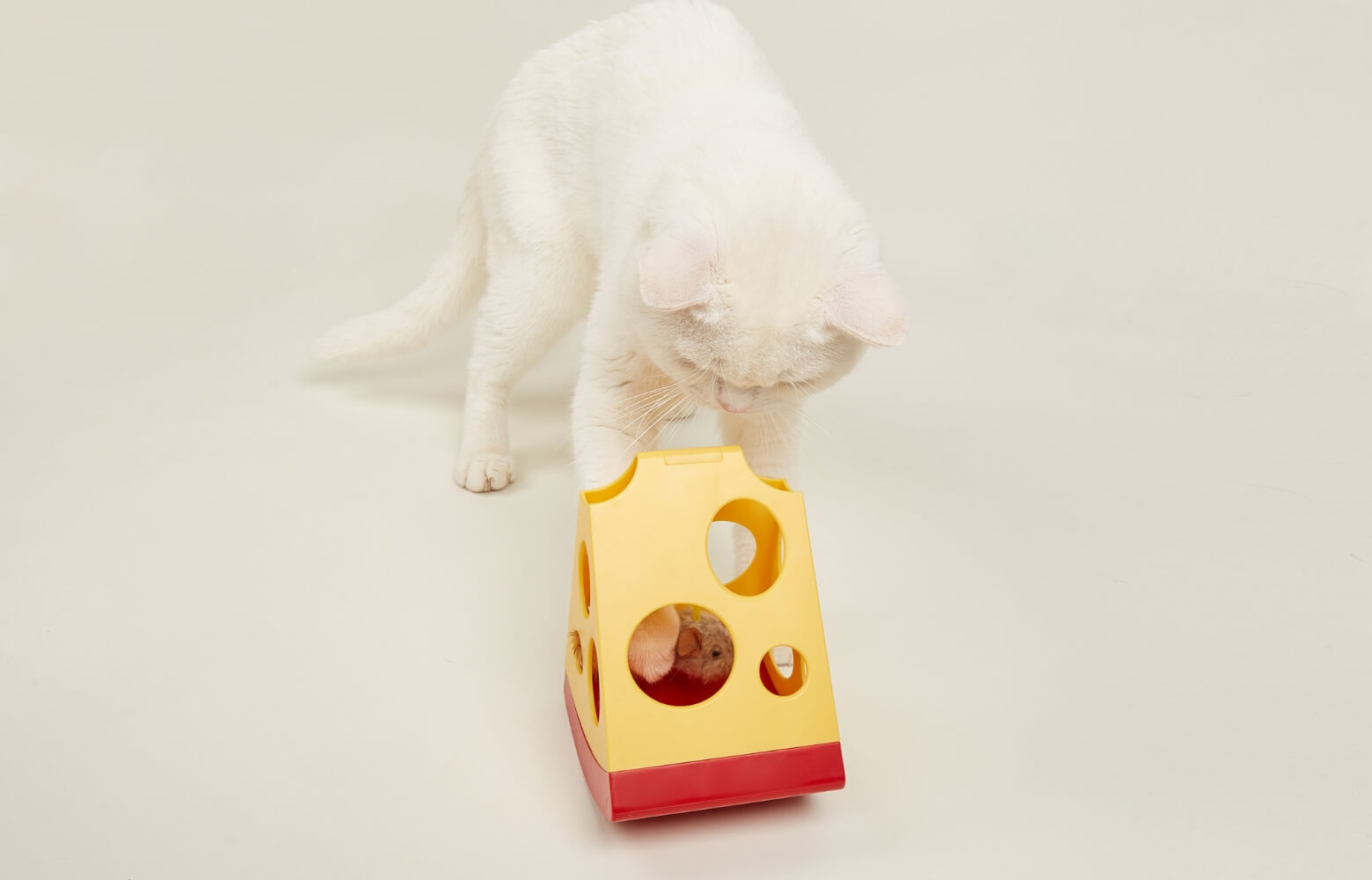 デジタルのおもちゃで遊ぶ猫