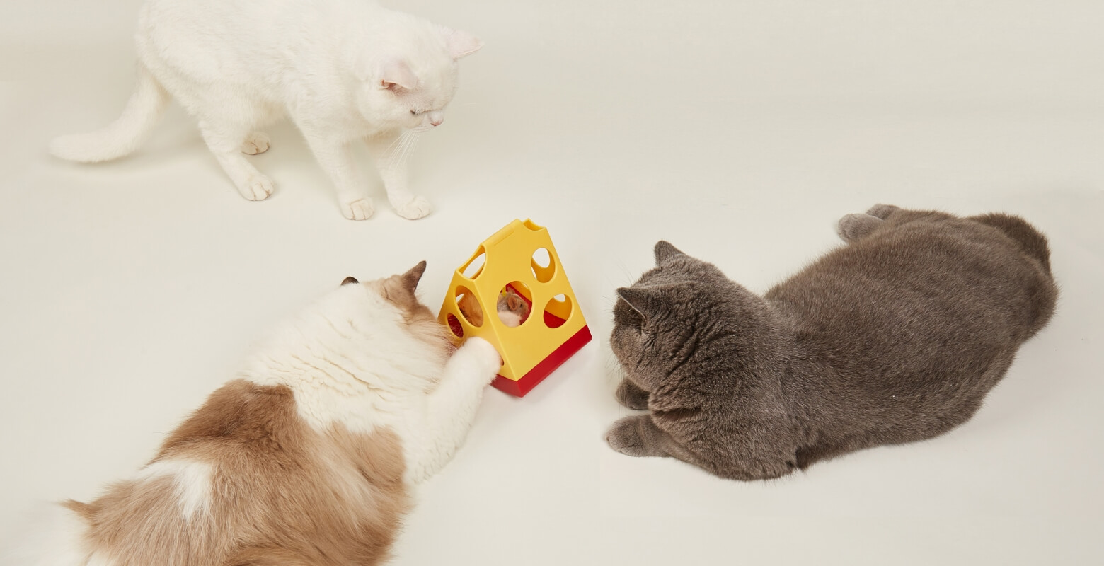 デジタルのおもちゃで遊んでいる3匹の猫
