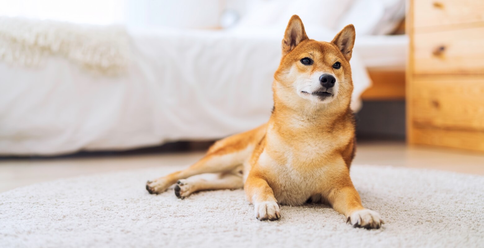 家で座っている柴犬