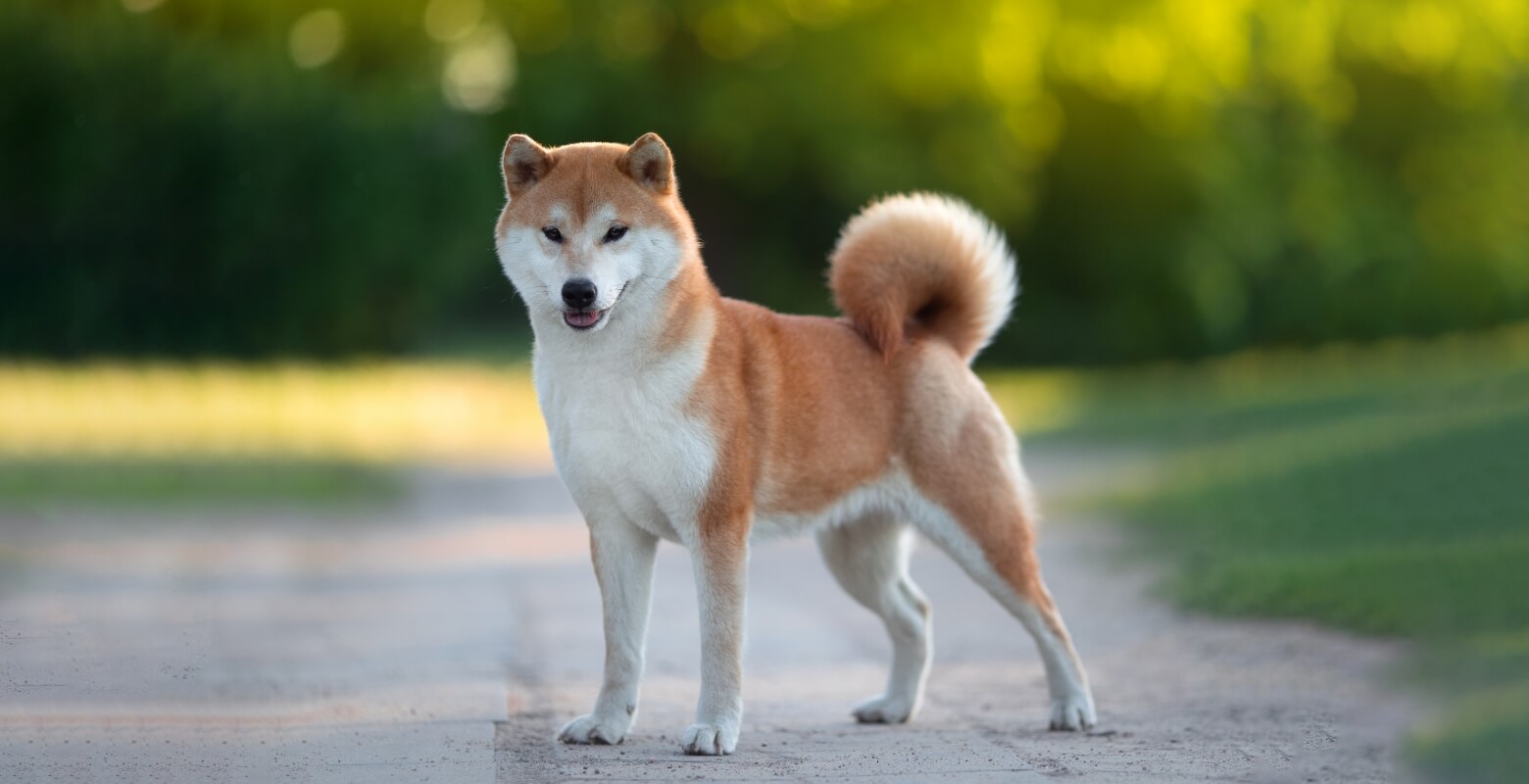 前を見て立っている柴犬