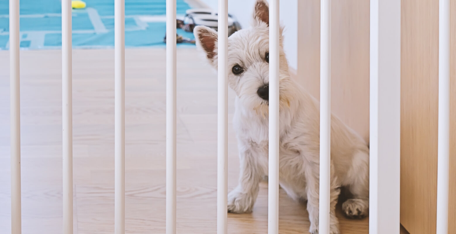 家でお留守番をする犬の写真