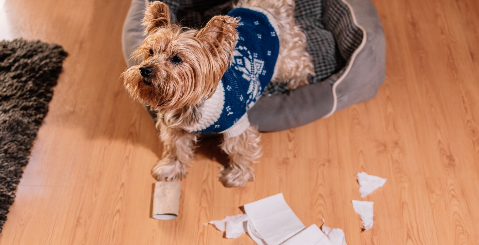 家の中でいたずらをする犬の写真