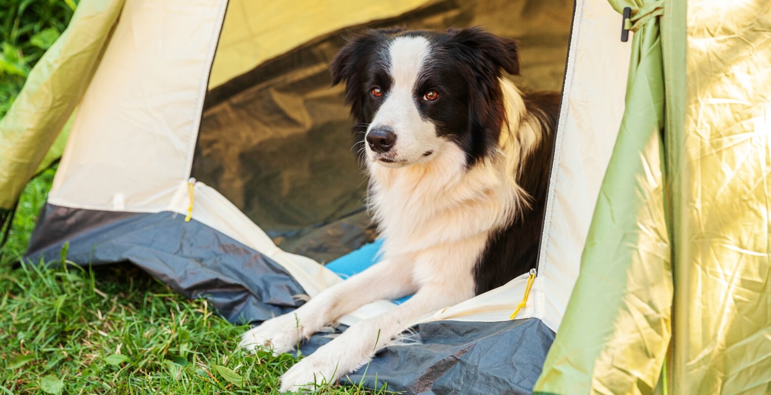 ：テントの中で犬が休んでいる画像