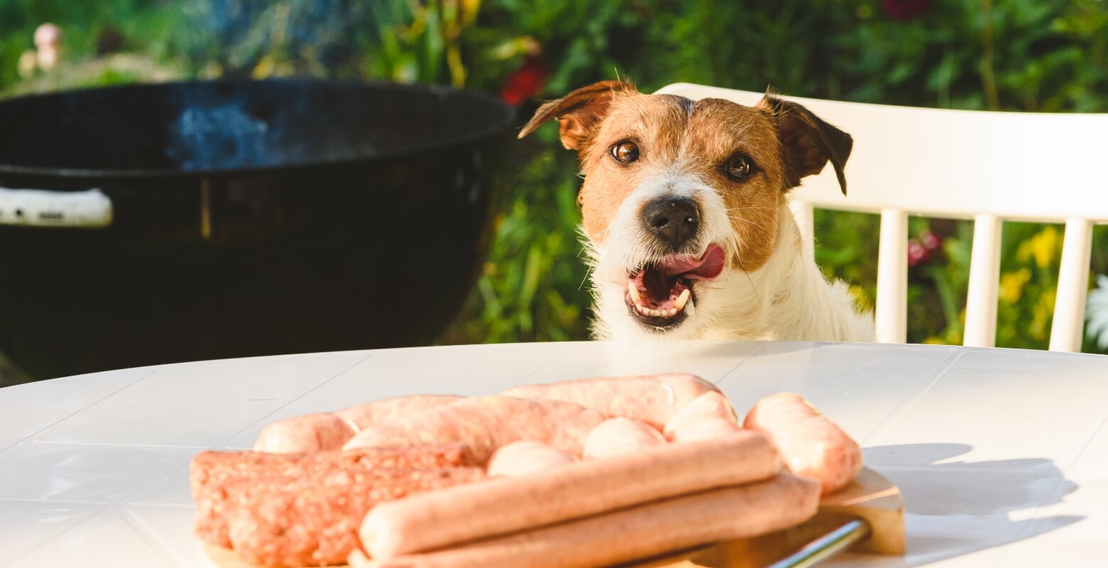 ソーセージを見ている犬の画像