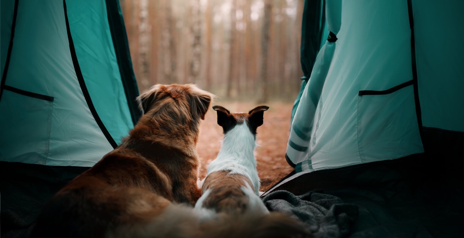 テントで仲良く休んでいる2匹の犬の画像