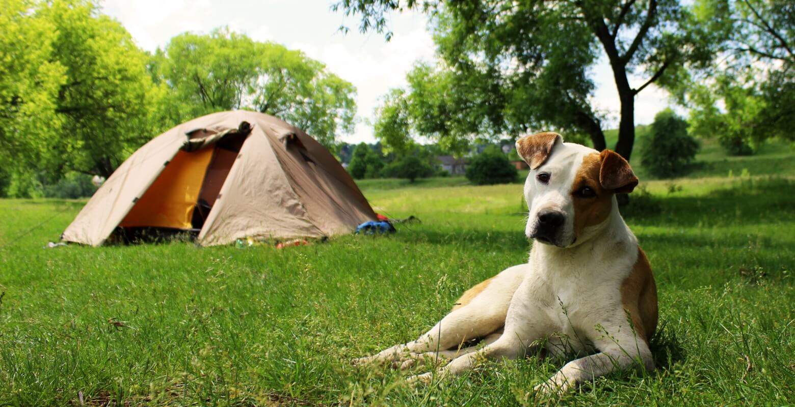 愛犬とのキャンプを楽しもう！マナーや注意点、犬用の便利なアウトドアグッズ