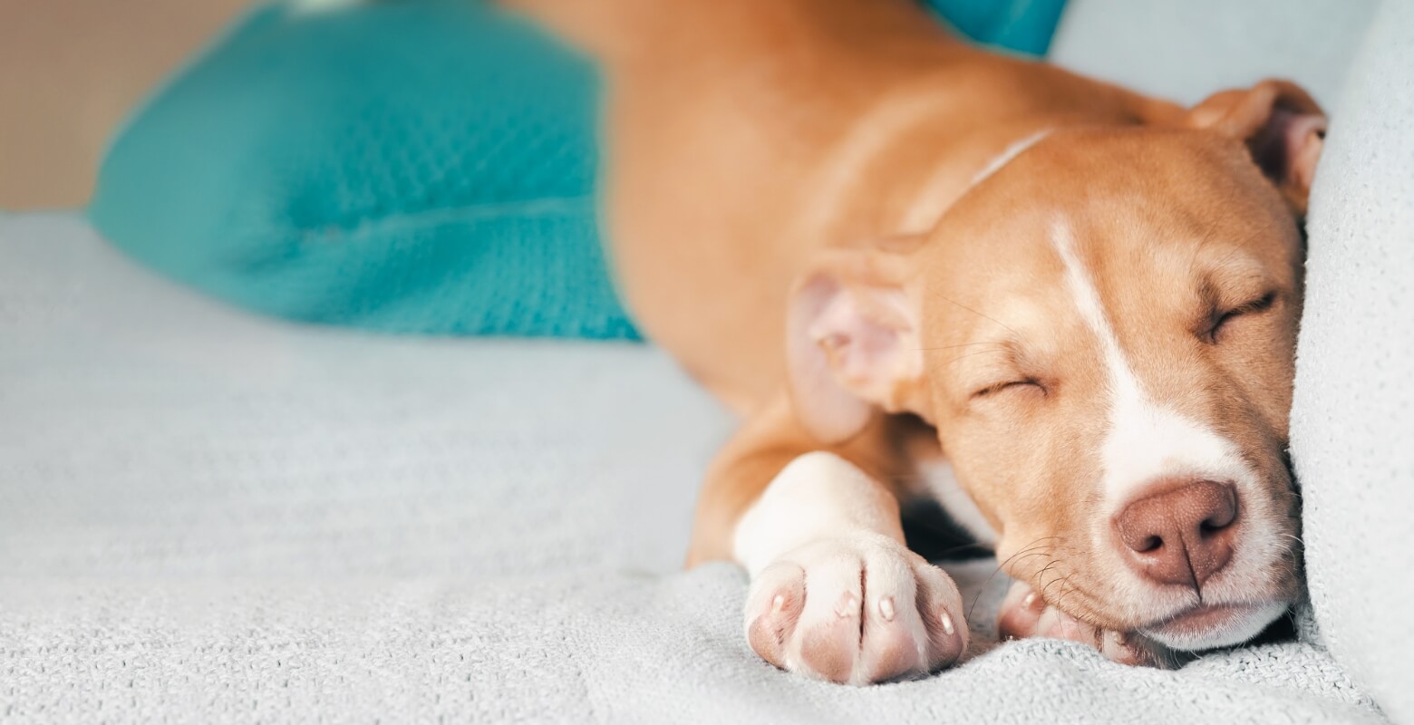 家の中で寝ている大型犬