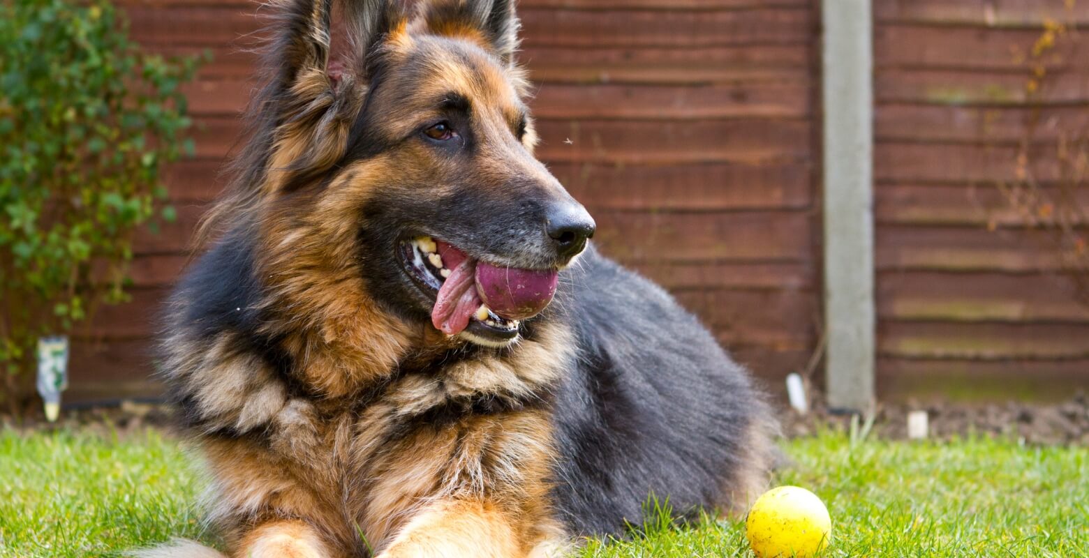 外で休んでいる大型犬