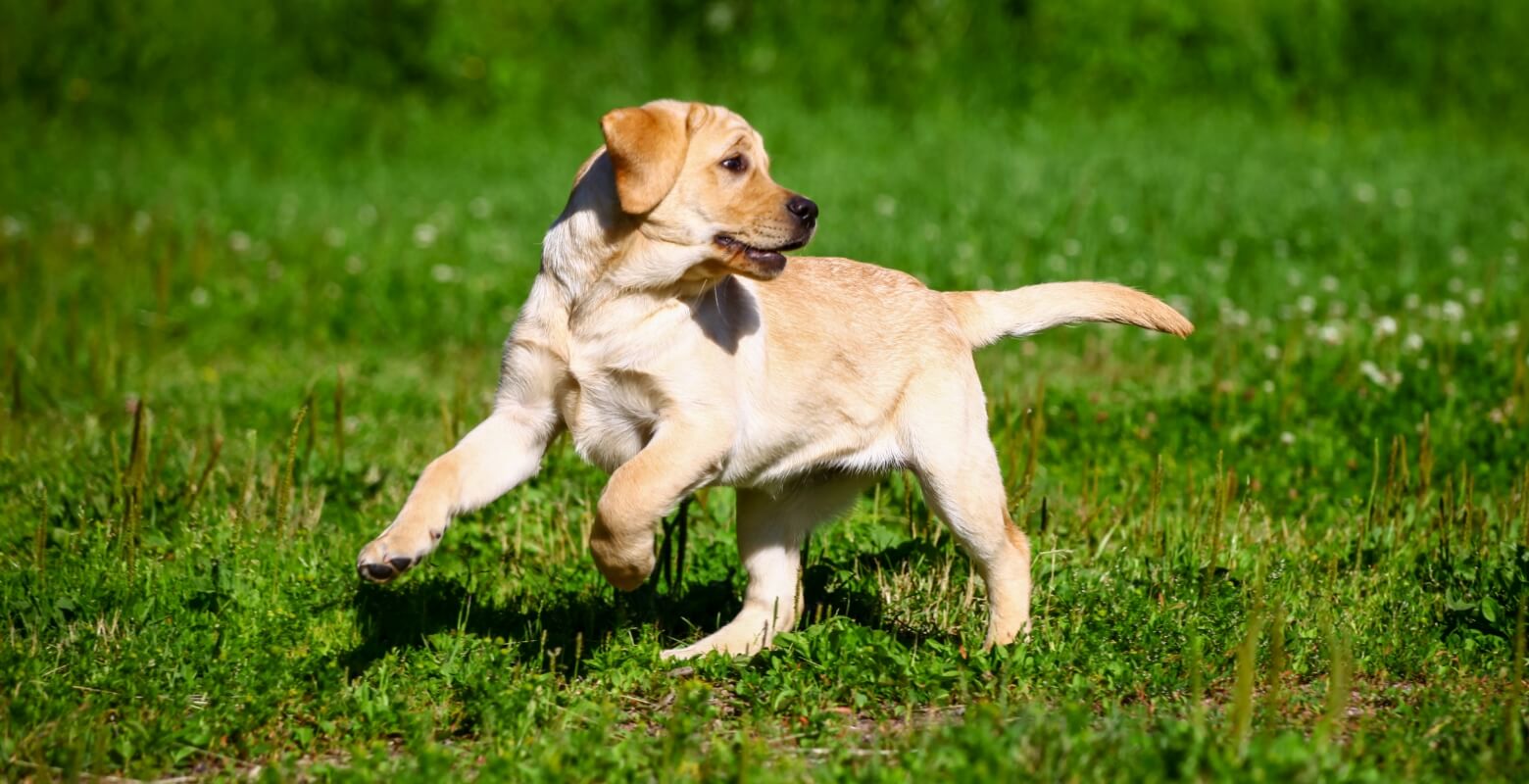 外で遊ぶ大型犬