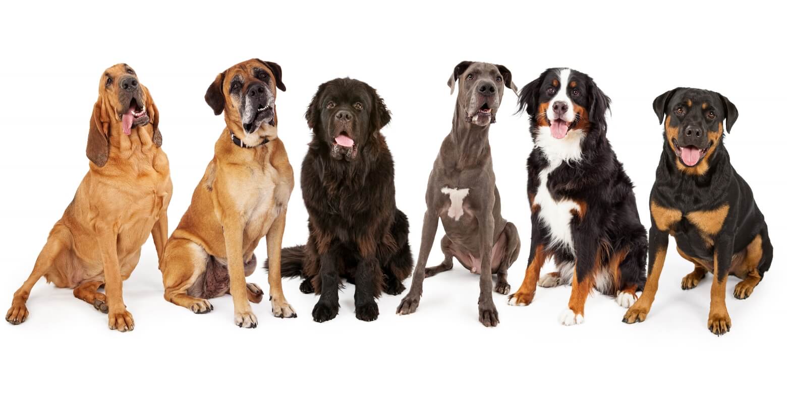 大きな体に癒やされる大型犬、初心者が室内で飼う時のポイントと、おすすめの犬種は？