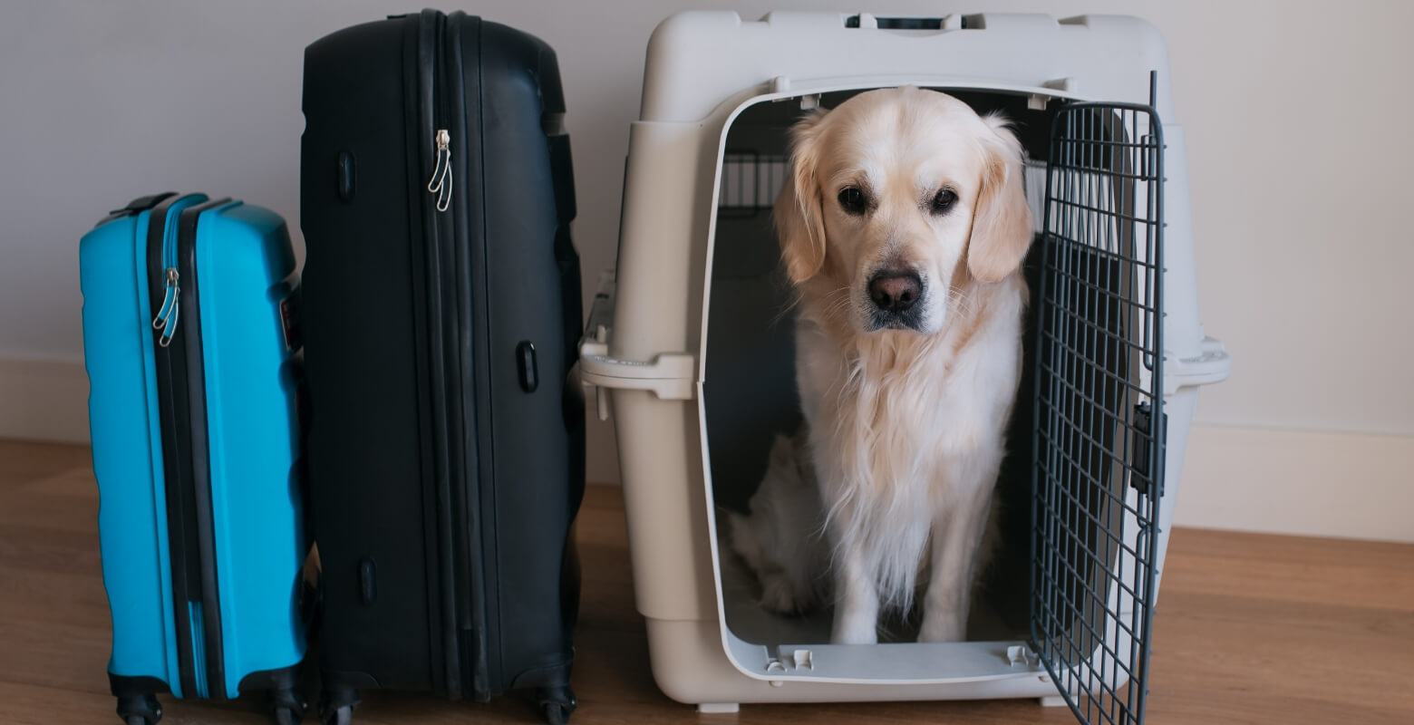 クレートの中に入る大型犬