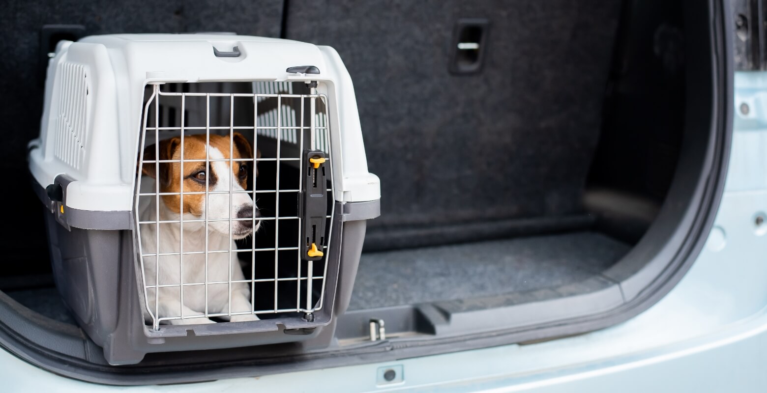 車内でクレートの中にいる犬