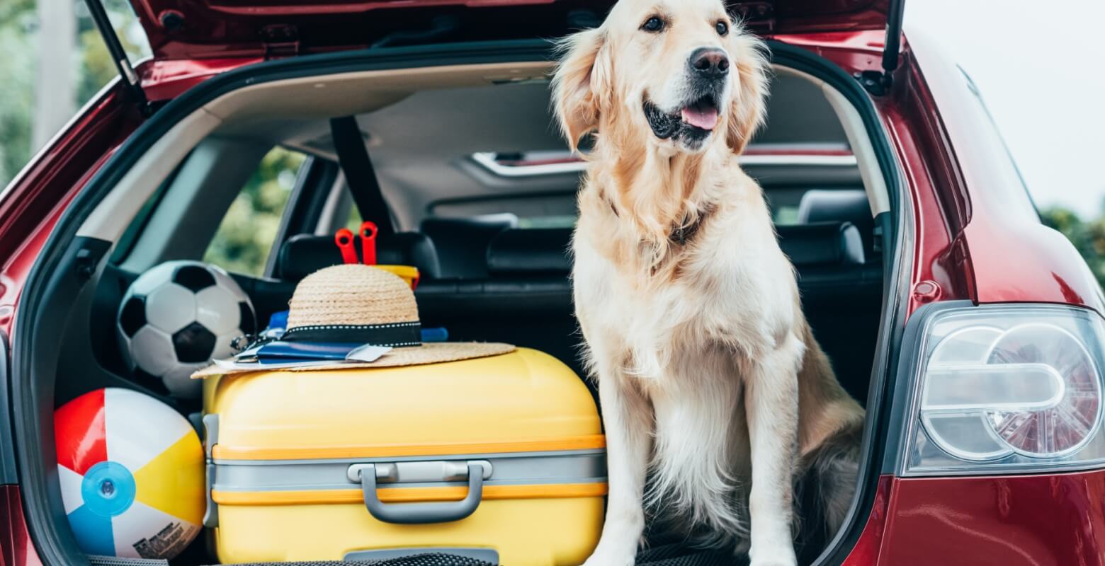 大型犬が車の中で座っている写真