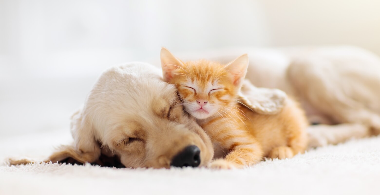 犬と猫が一緒に昼寝をしている画像