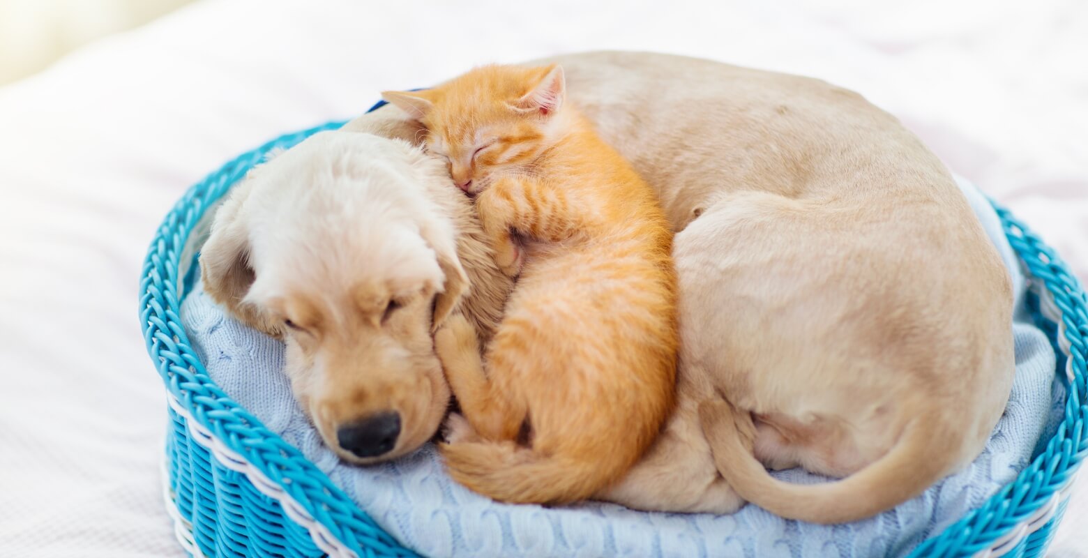 カゴの中で犬と猫が一緒に寝ている画像
