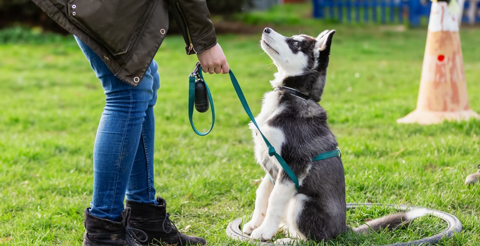 お散歩中にしつけされている犬の画像